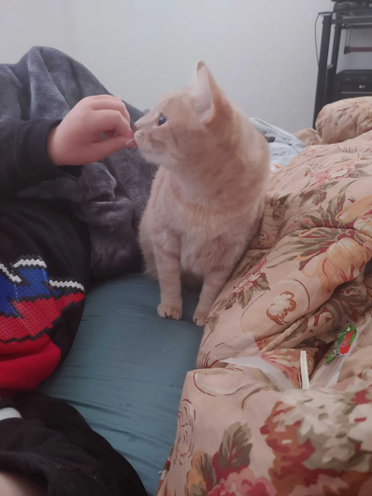 Lost cat in Colorado Springs, CO, 80902