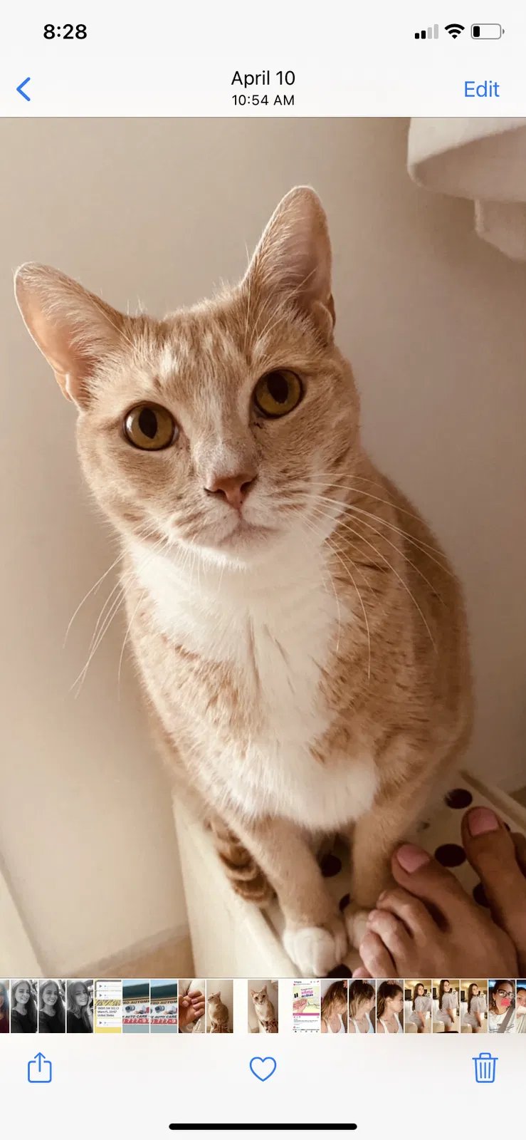 Lost cat in Homestead, FL, 33031