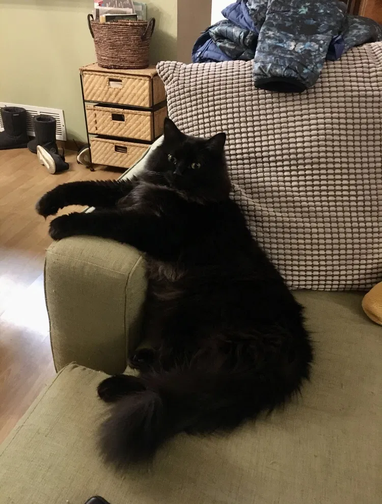 Lost cat in Colorado Springs, CO, 80918