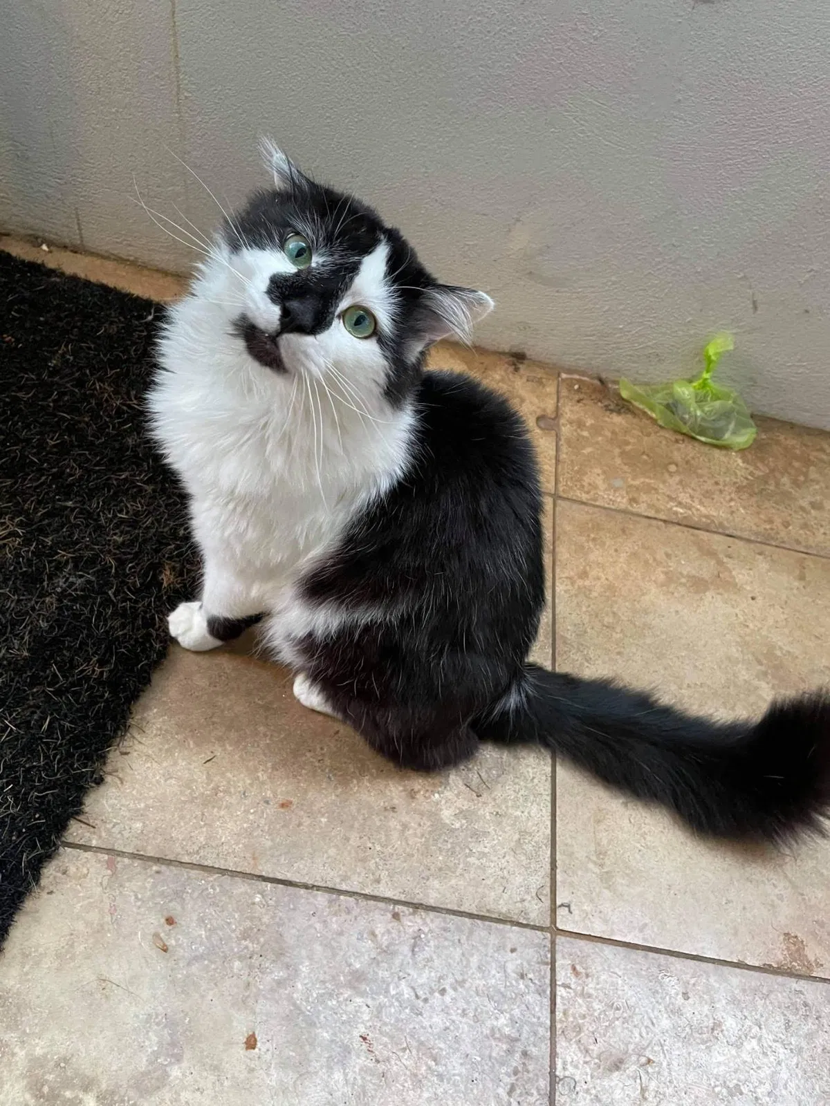 Lost cat in Kennesaw, GA, 30144