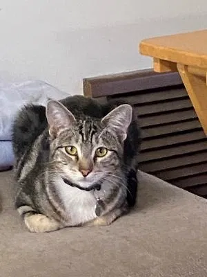 Lost cat in Los Angeles, CA, 90064