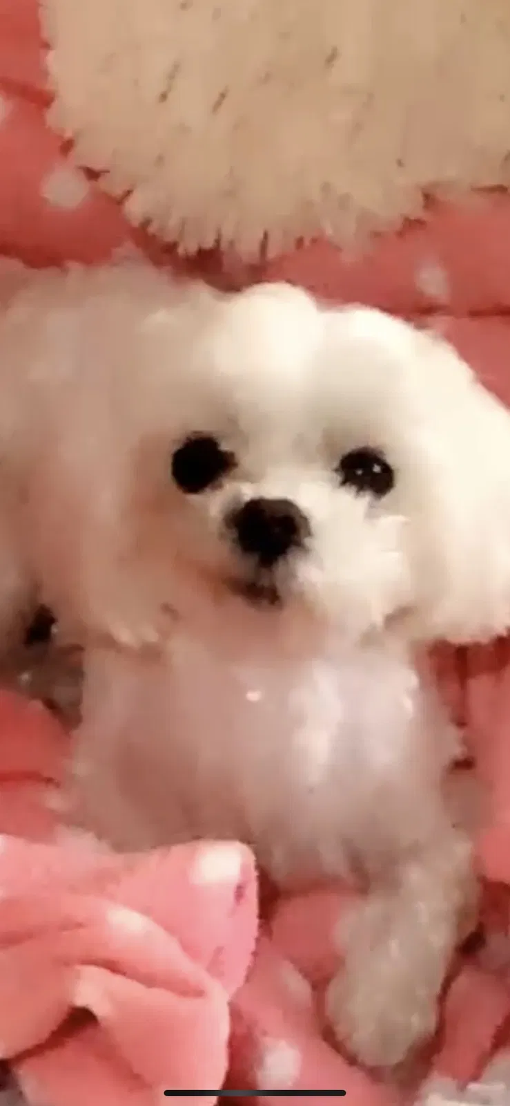 Lost dog in Pacoima, CA, 91331