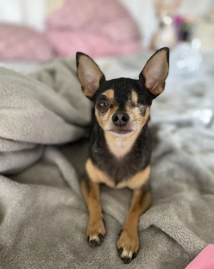 Lost dog in Riverside, CA, 92503
