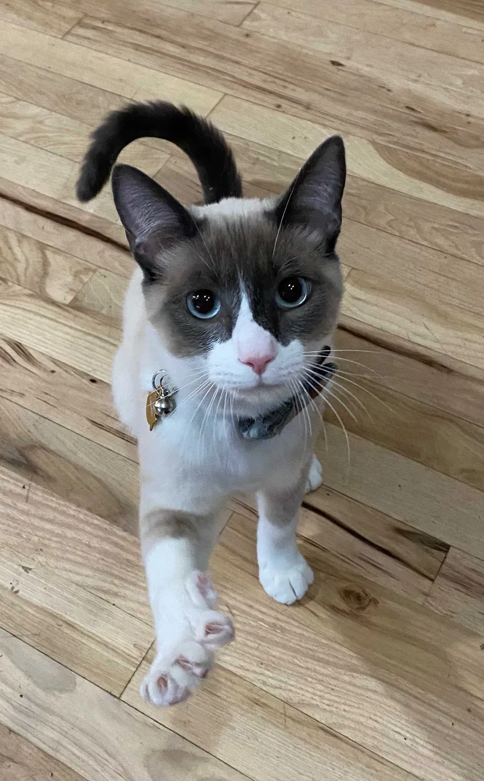 Lost cat in Longmont, CO, 80503