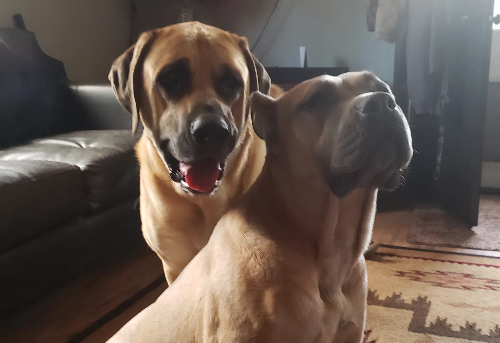 Lost dog in Oldtown, ID, 83822
