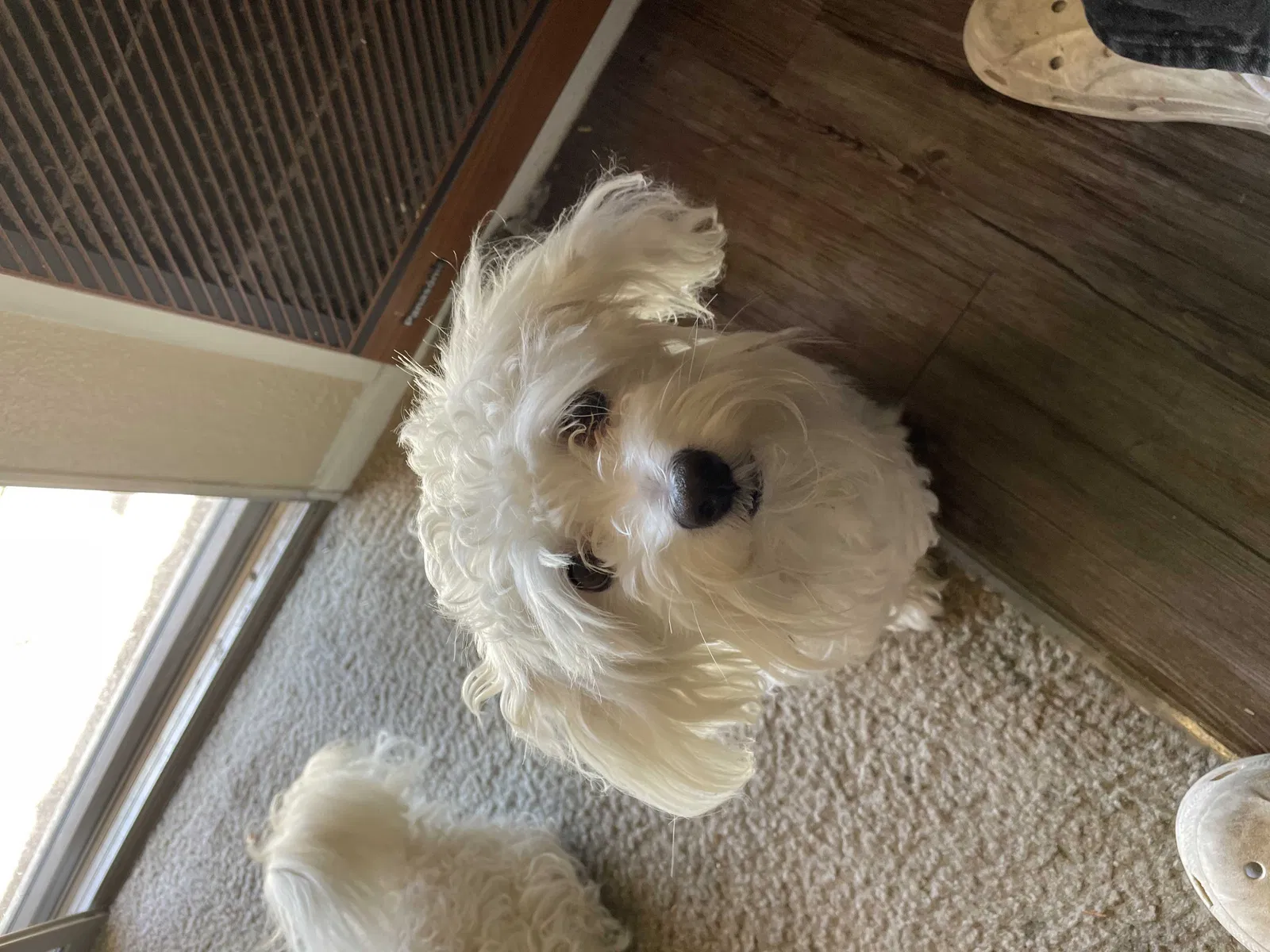 Lost dog in Hacienda Heights, CA, 91745