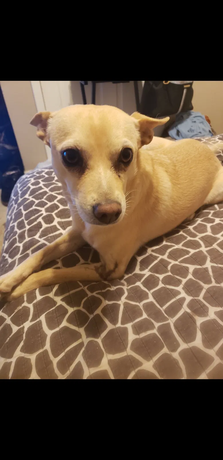 Lost dog in Abilene, TX, 79603