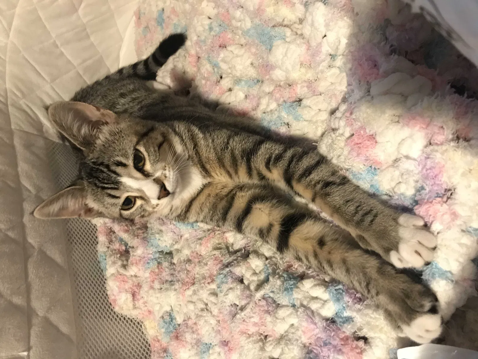 Lost cat in Wichita, KS, 67213