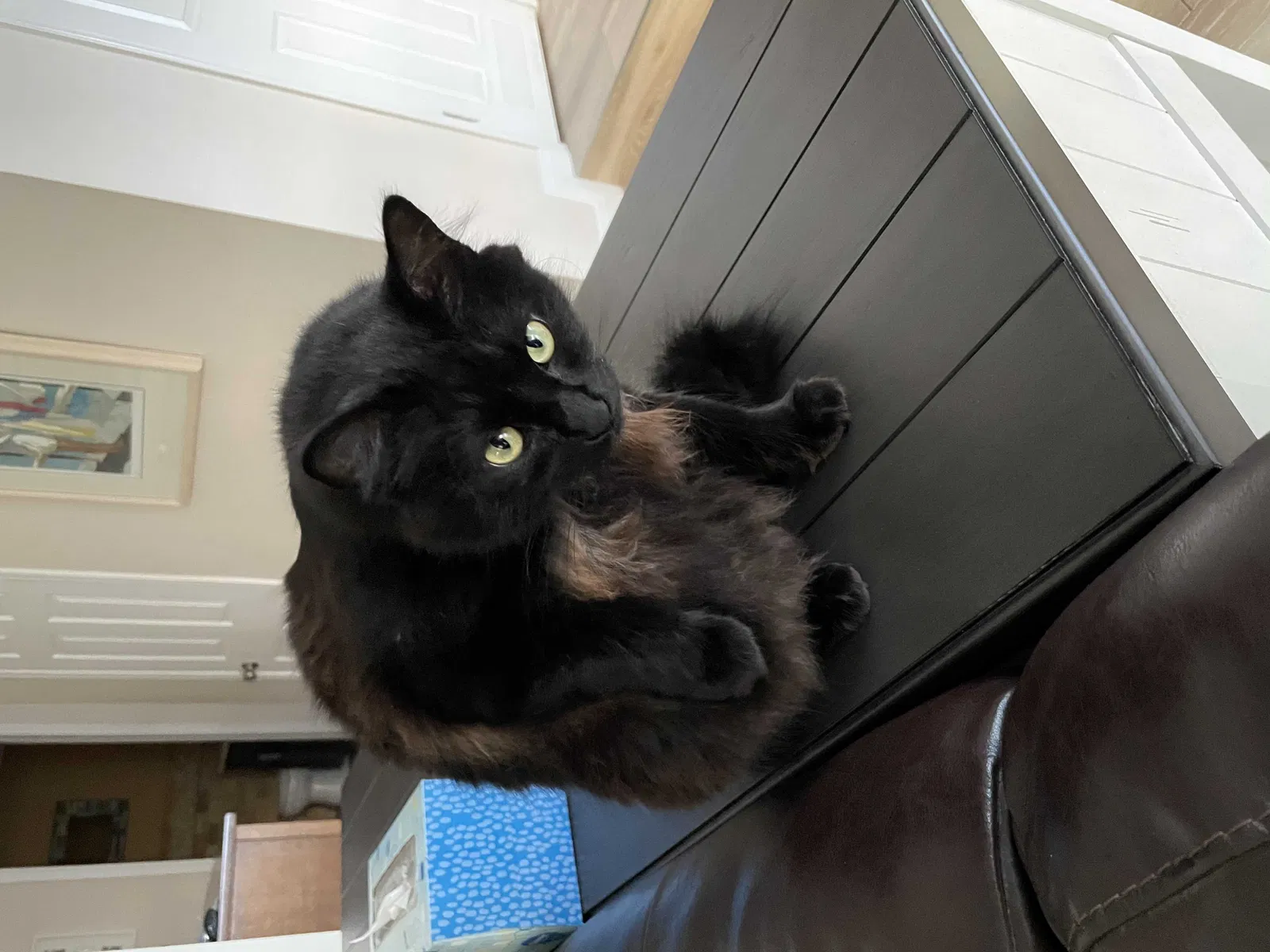Lost cat in San Diego, CA, 92129