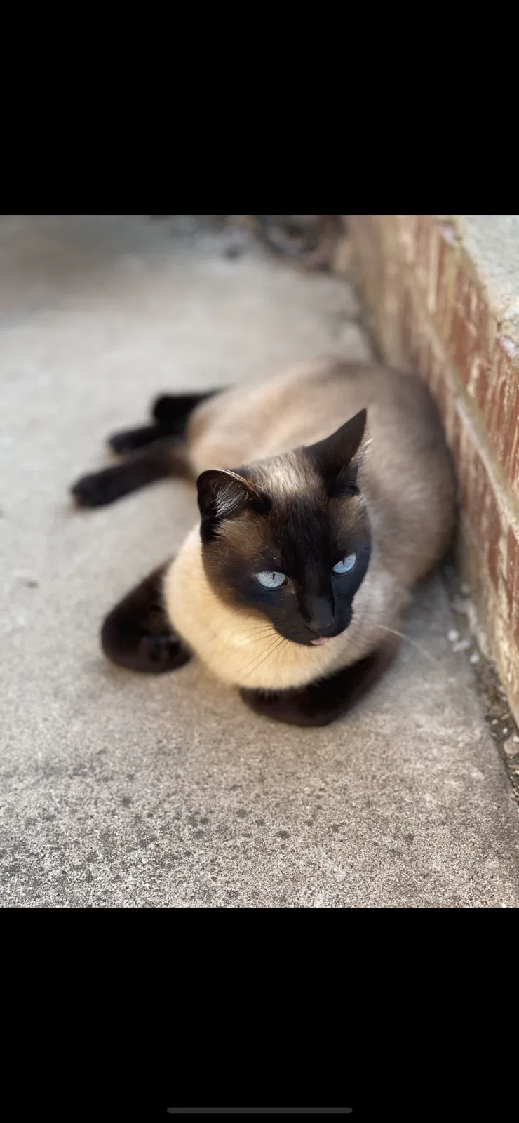 Lost cat in Keller, TX, 76244