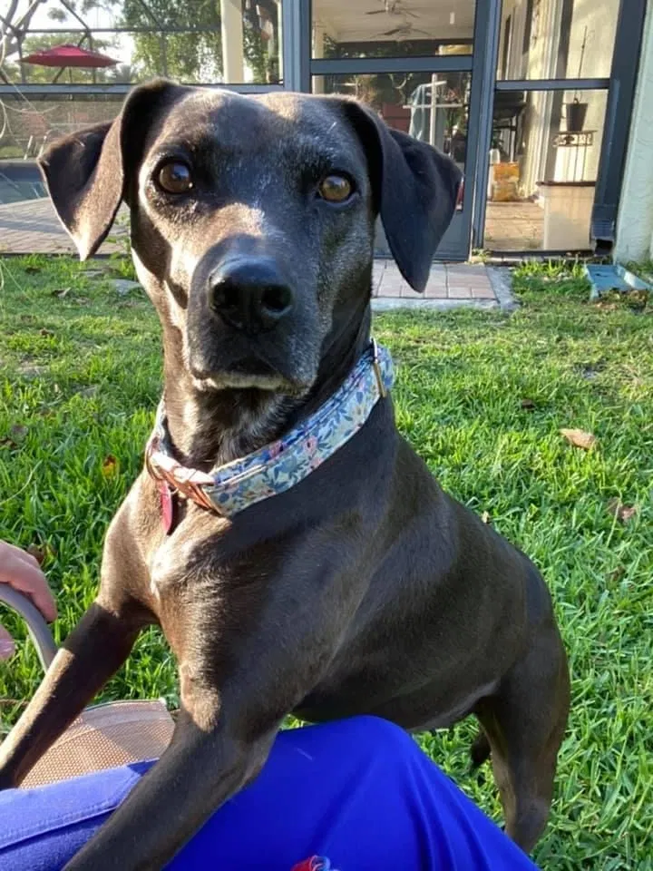 Lost dog in Pompano Beach, FL, 33071