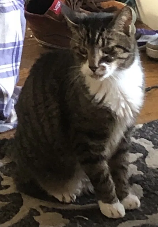 Lost cat in Hatboro, PA, 19040