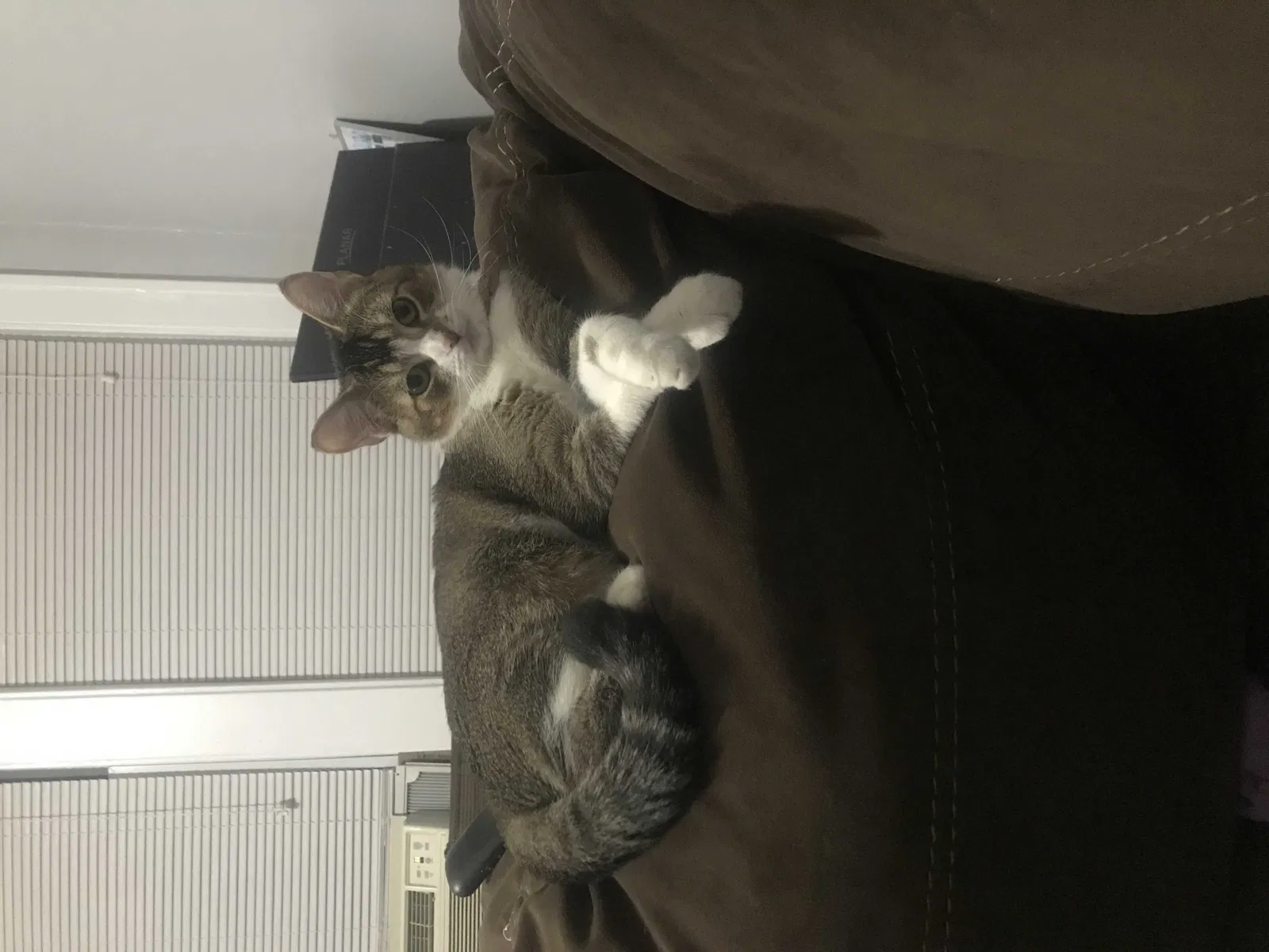 Lost cat in Cleveland, OH, 44111