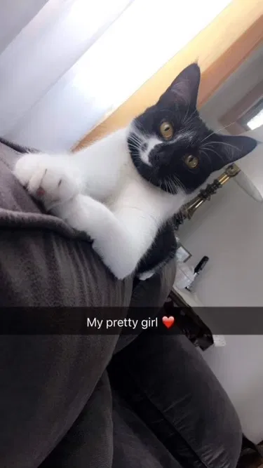 Lost cat in Westland, MI, 48186