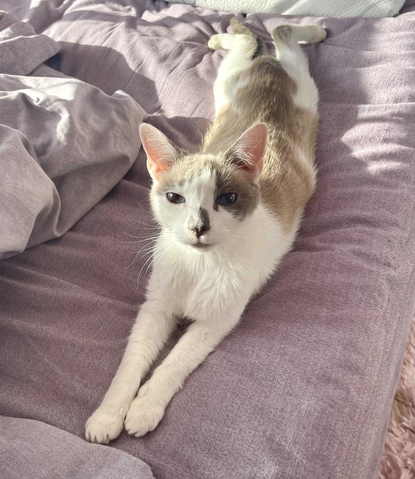 Lost cat in Hercules, CA, 94547