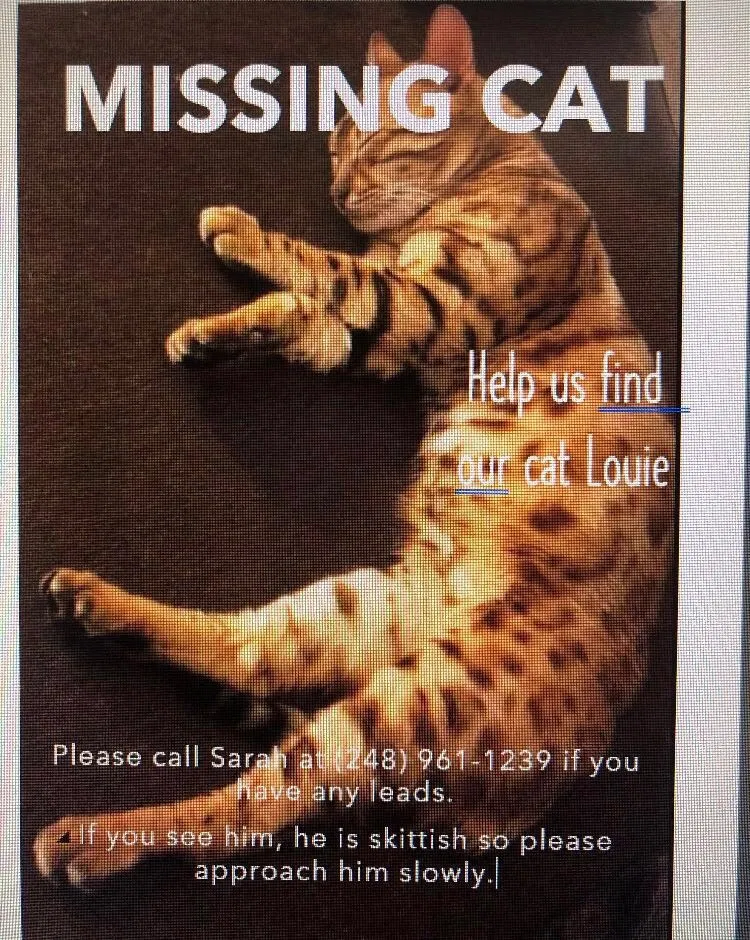 Lost cat in Clarkston, MI, 48346