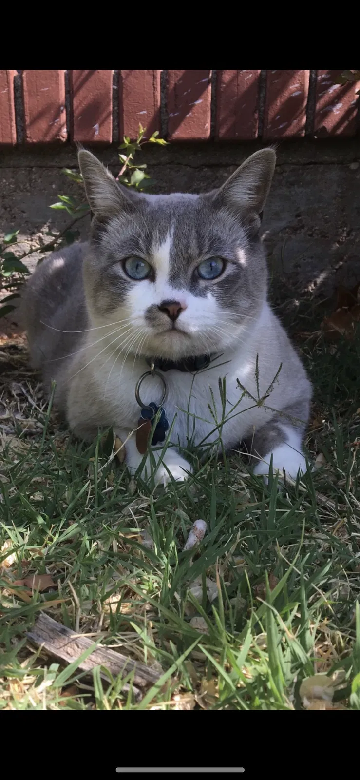 Lost cat in Dallas, TX, 75209