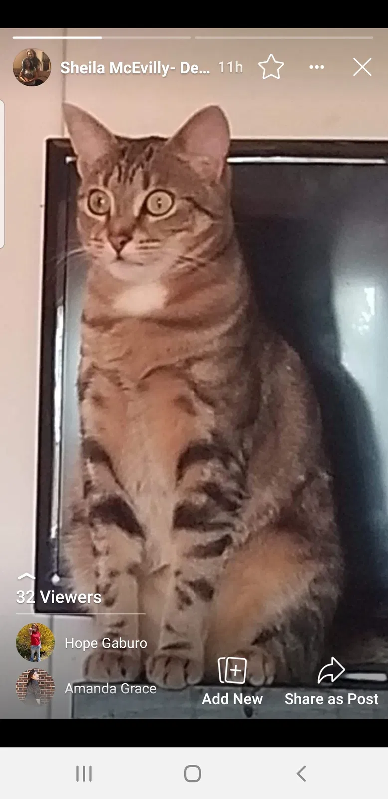 Lost cat in Levittown, PA, 19057