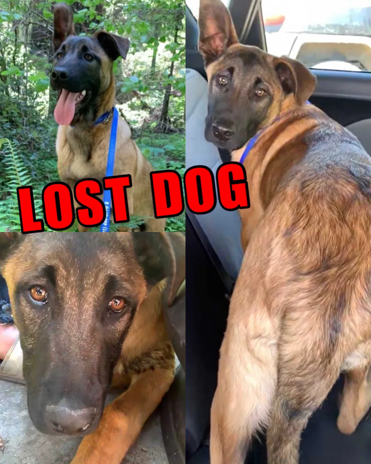 Lost dog in Kaysville, UT, 84037