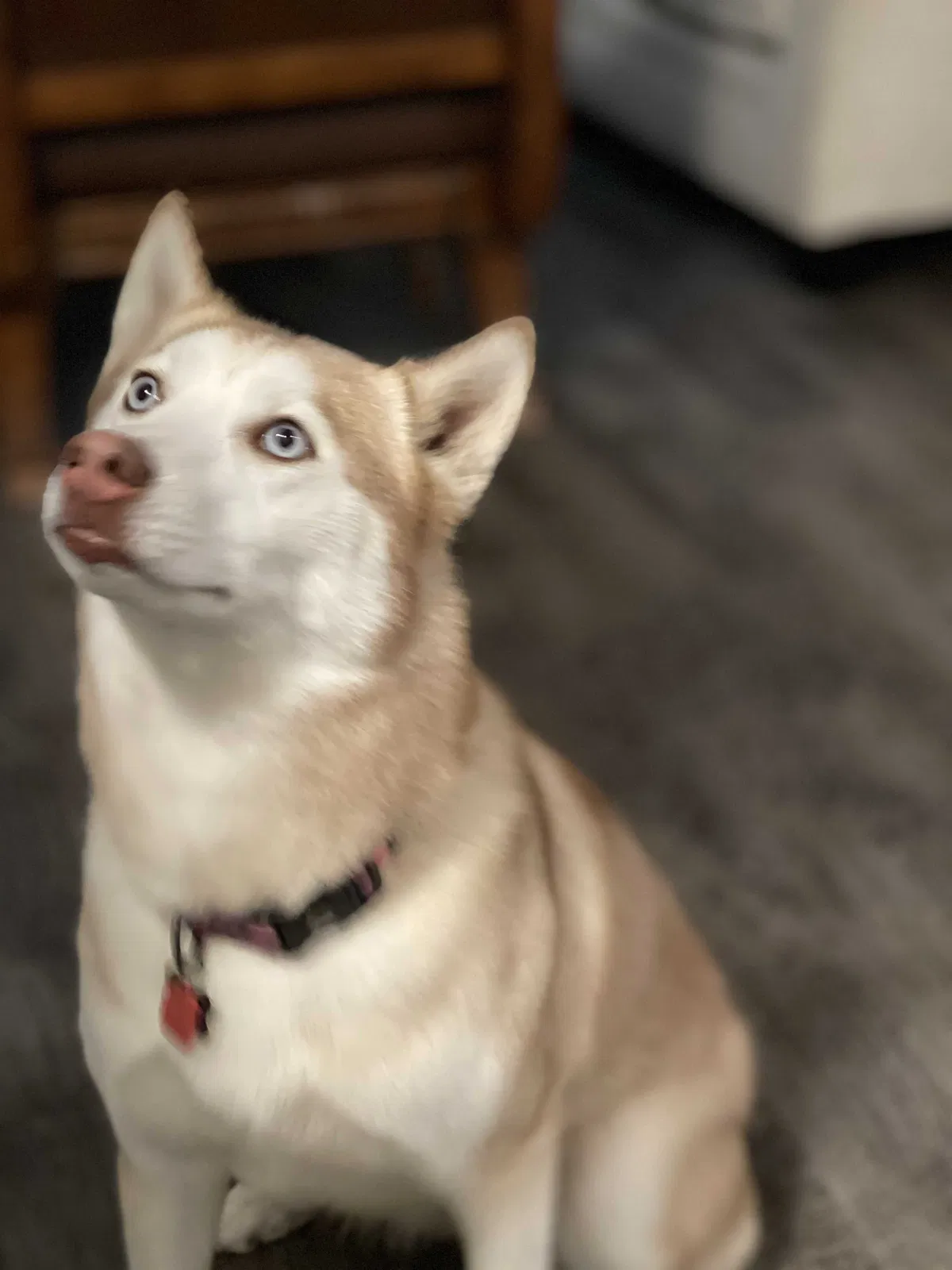 Lost dog in Highland, CA, 92346