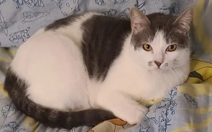 Lost cat in Rancho Cordova, CA, 95670