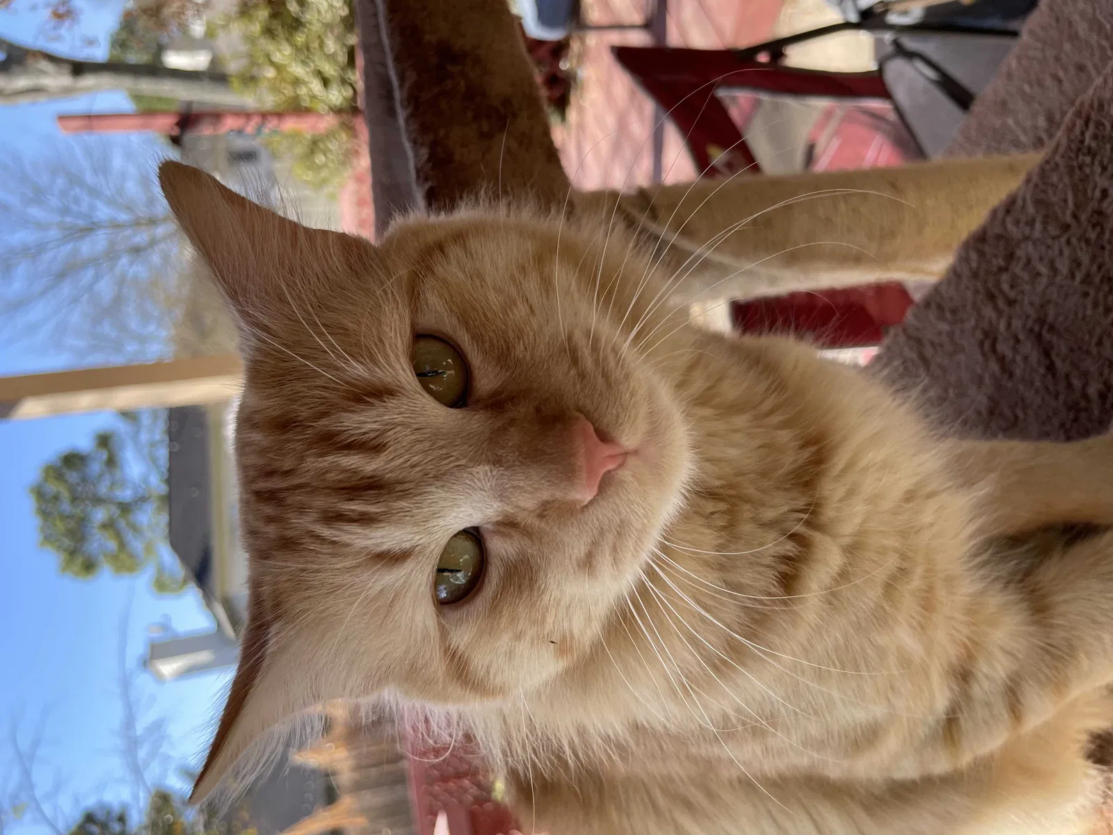 Lost cat in Houston, TX, 77064