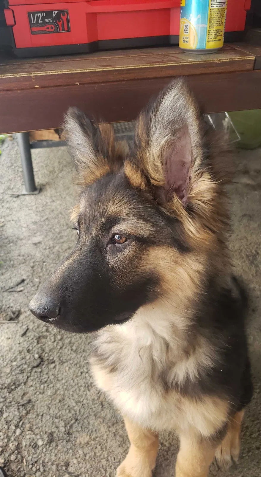 Lost dog in Cleveland, TN, 37311