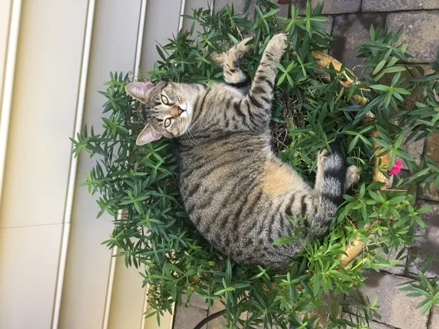 Lost cat in Huntersville, NC, 28078