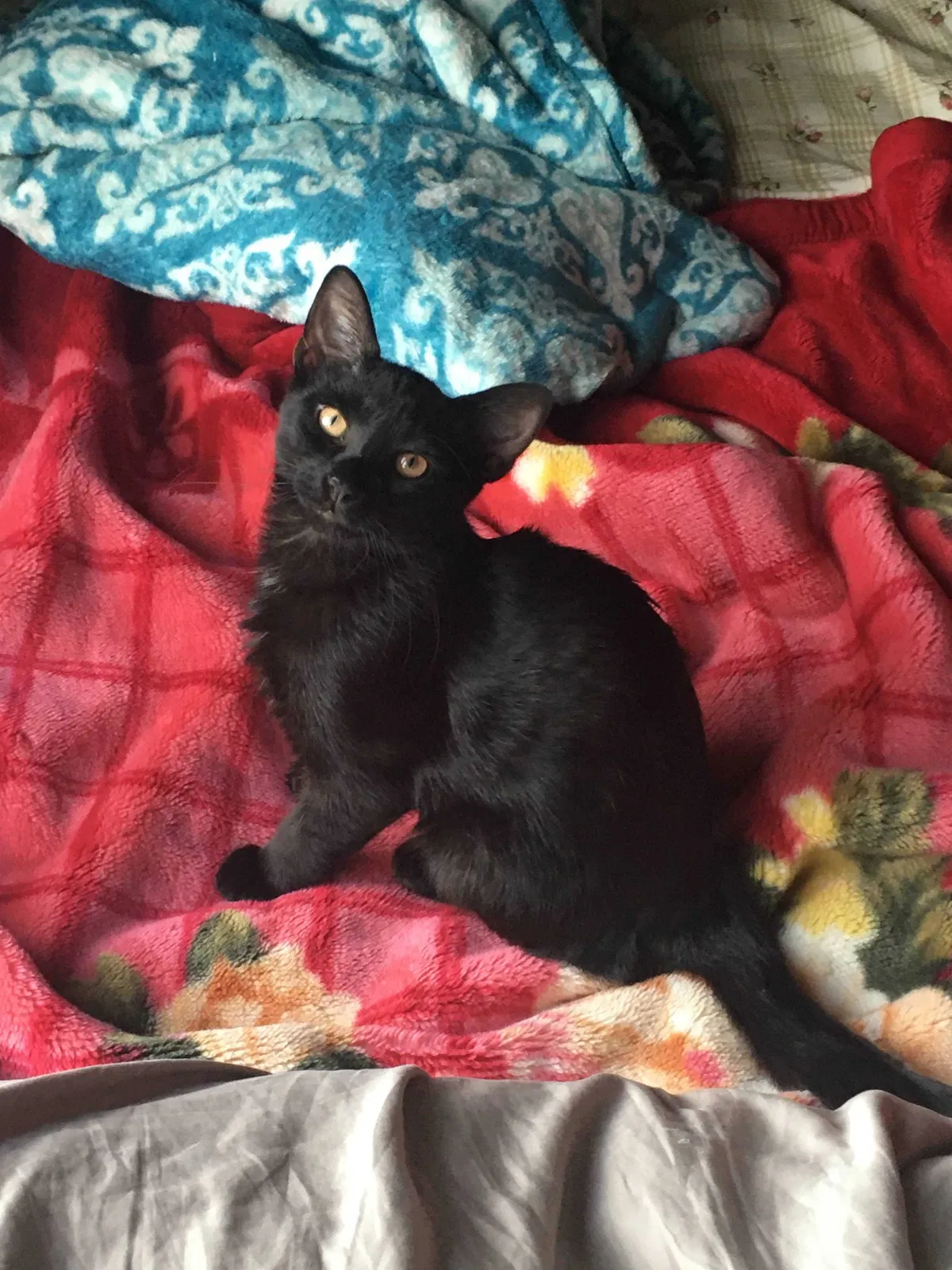 Lost cat in La Grange, IL, 60525
