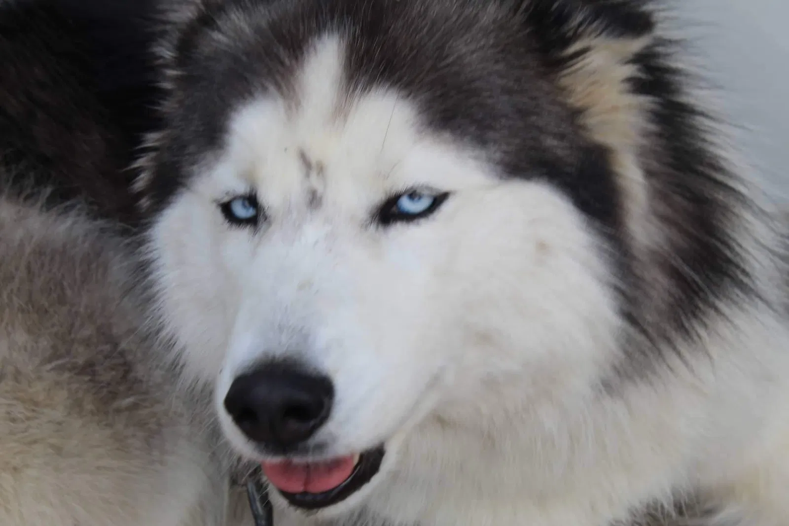 Lost dog in Thornville, OH, 43076