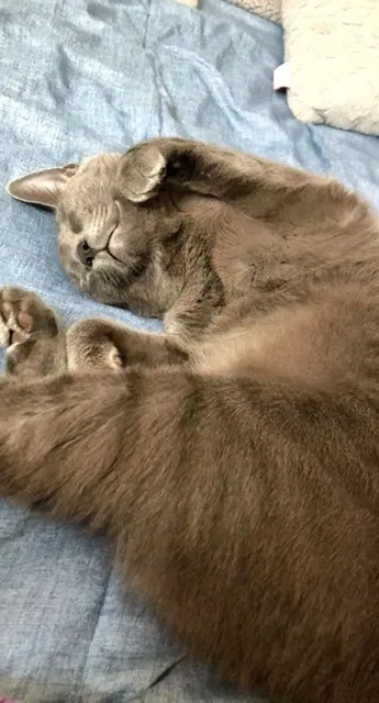 Lost cat in Amityville, NY, 11701
