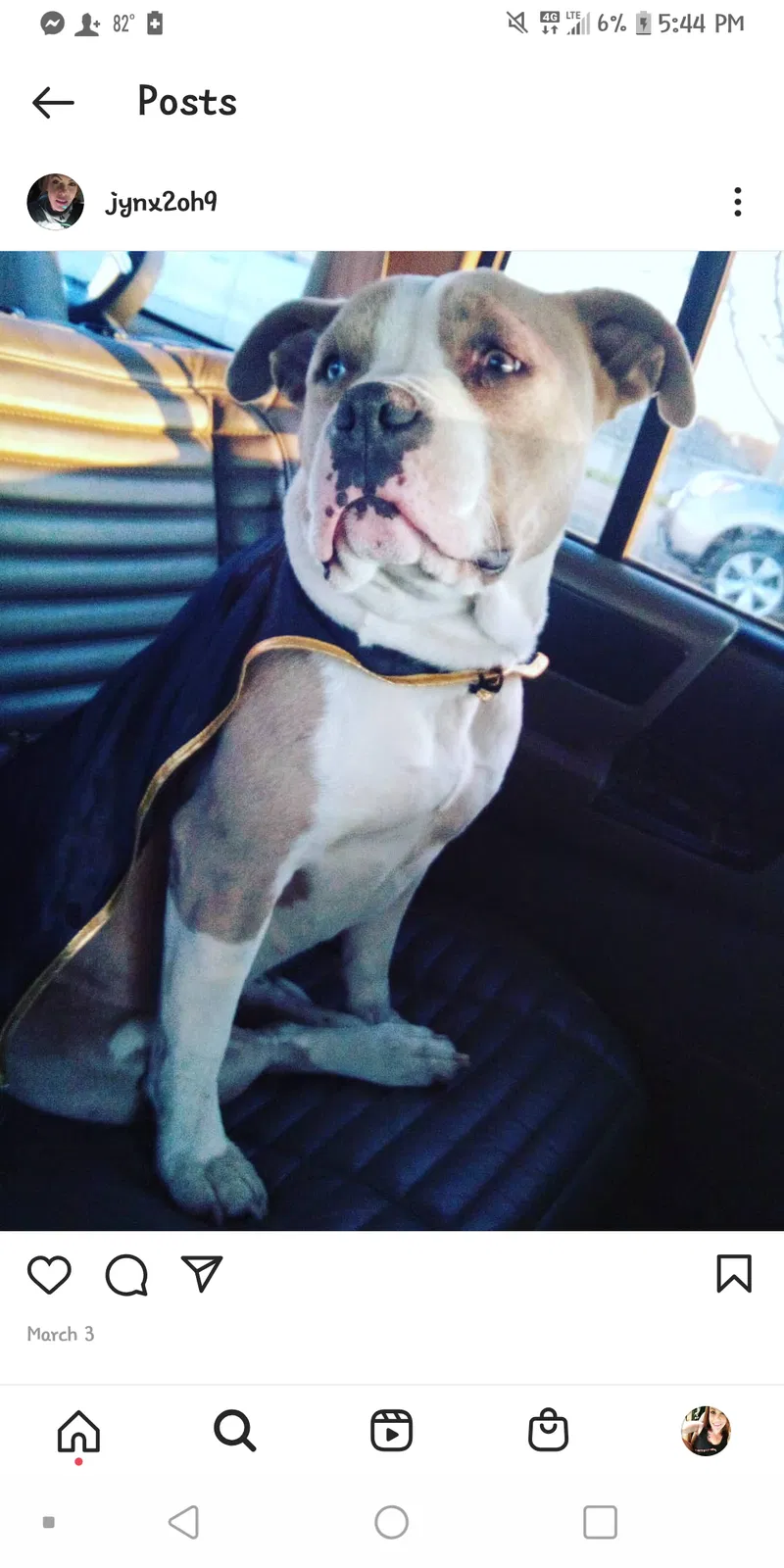 Lost dog in Lodi, CA, 95242