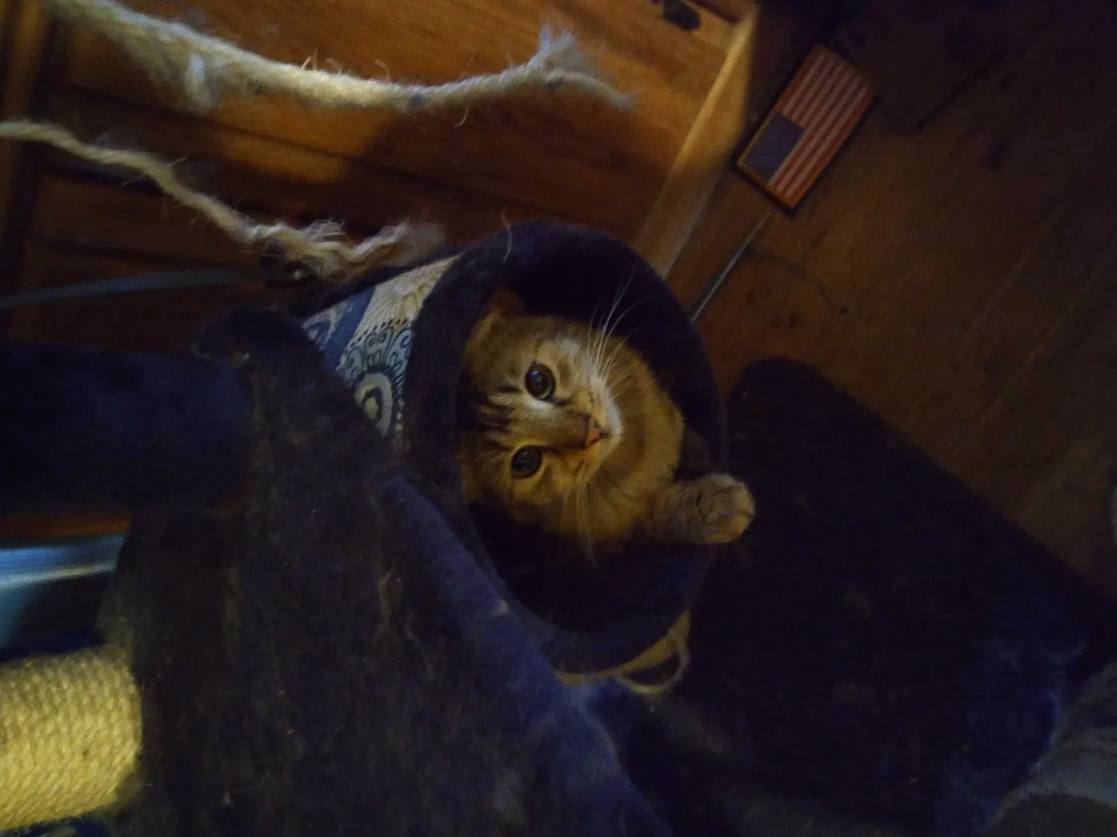 Lost cat in Albuquerque, NM, 87109