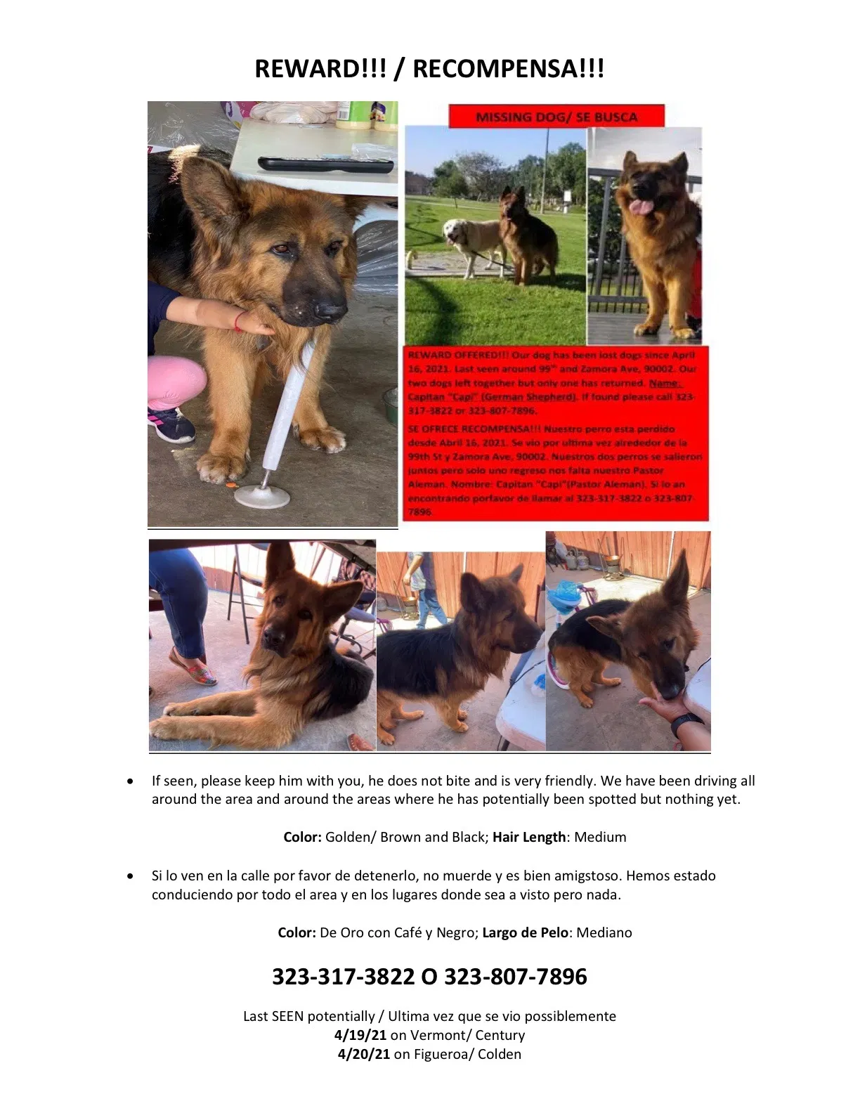 Lost dog in Los Angeles, CA, 90002