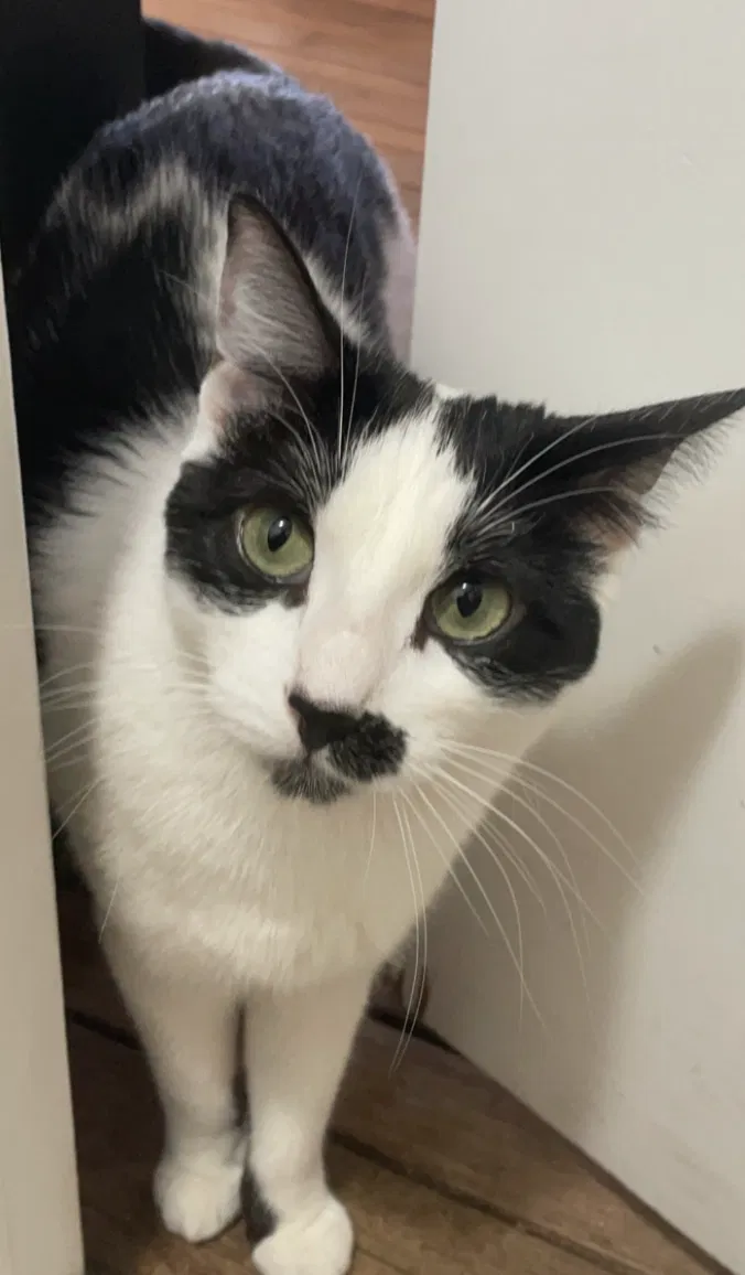 Lost cat in Centerport, NY, 11721