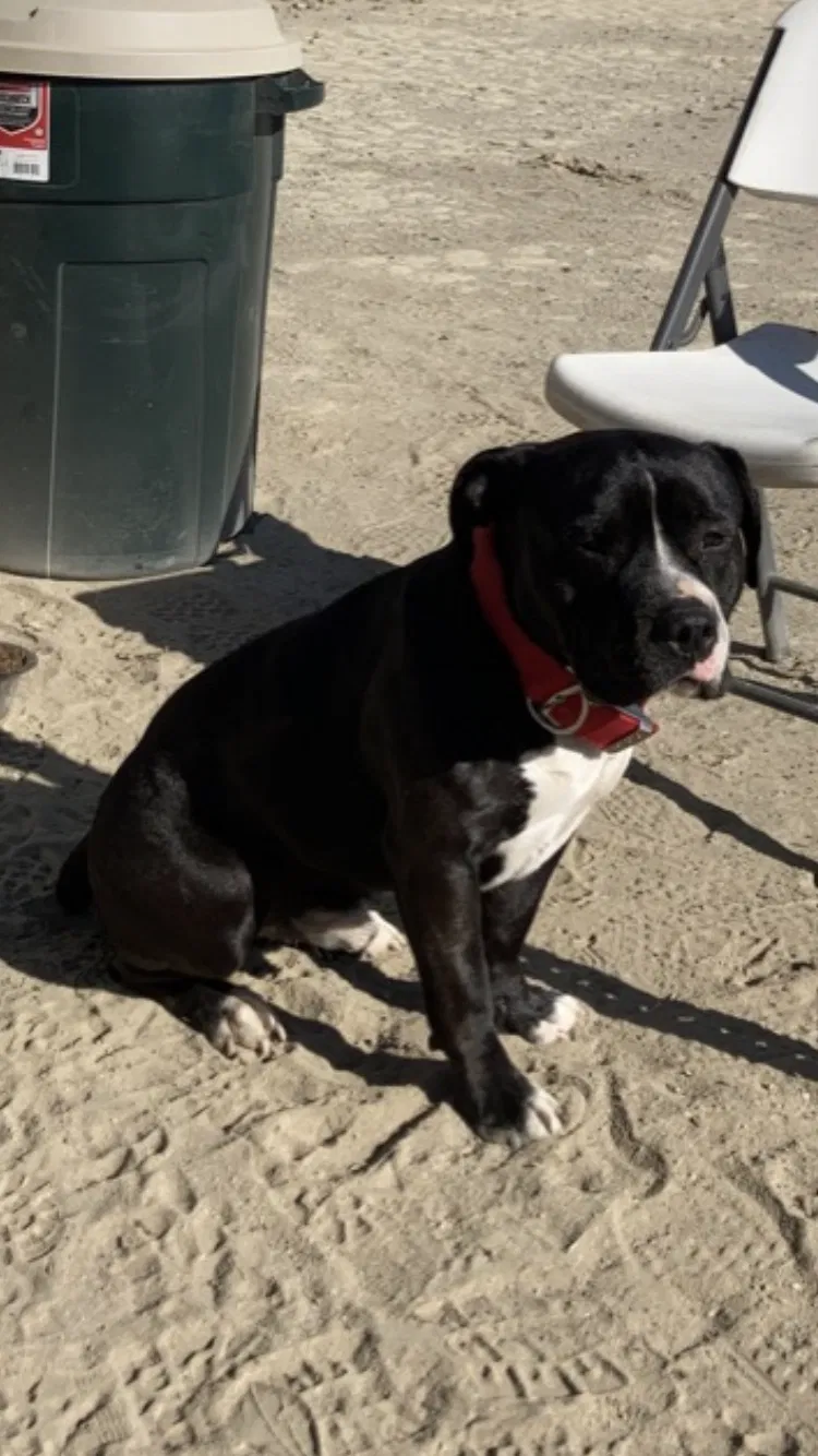 Lost dog in Adelanto, CA, 92301