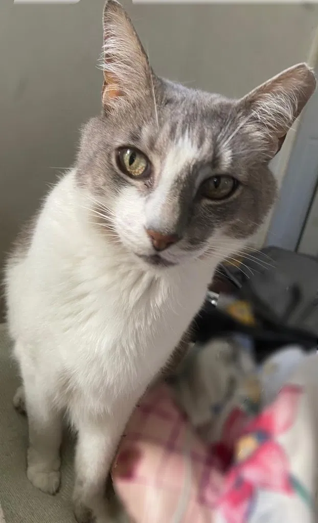 Lost cat in Miami, FL, 33150