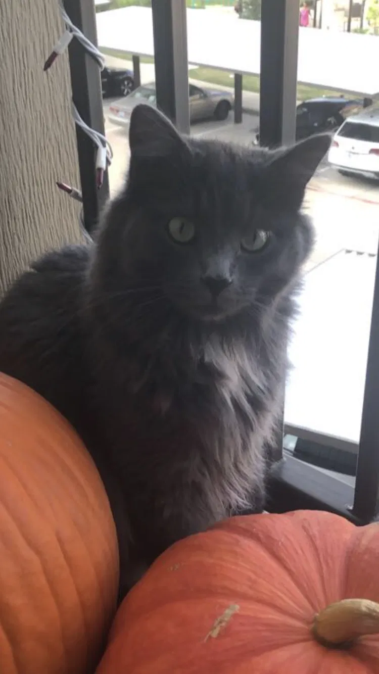 Lost cat in Katy, TX, 77449