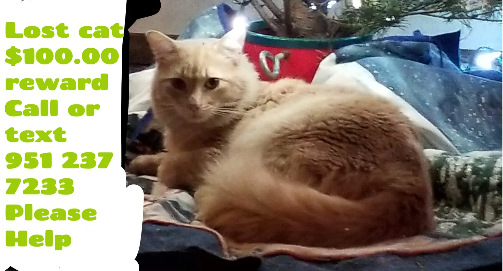 Lost cat in Moreno Valley, CA, 92553