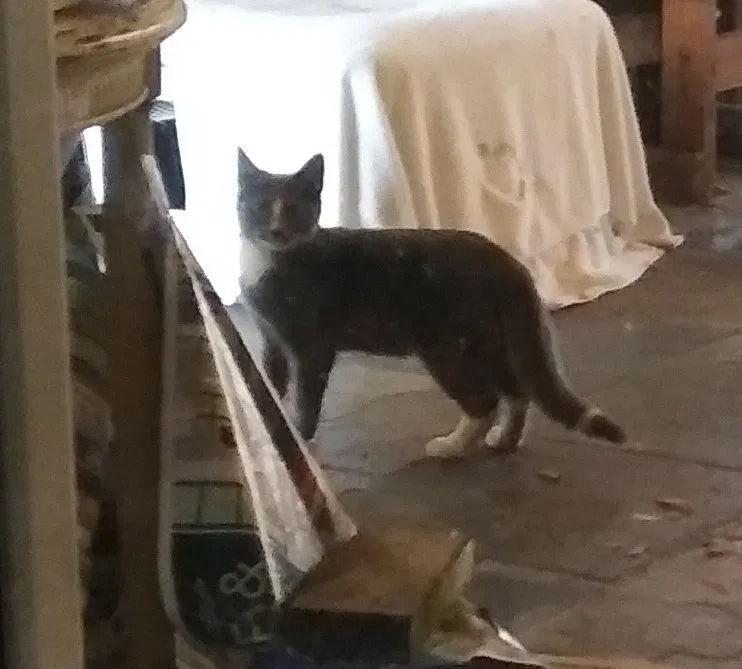 Found cat in Kissimmee, FL, 34743