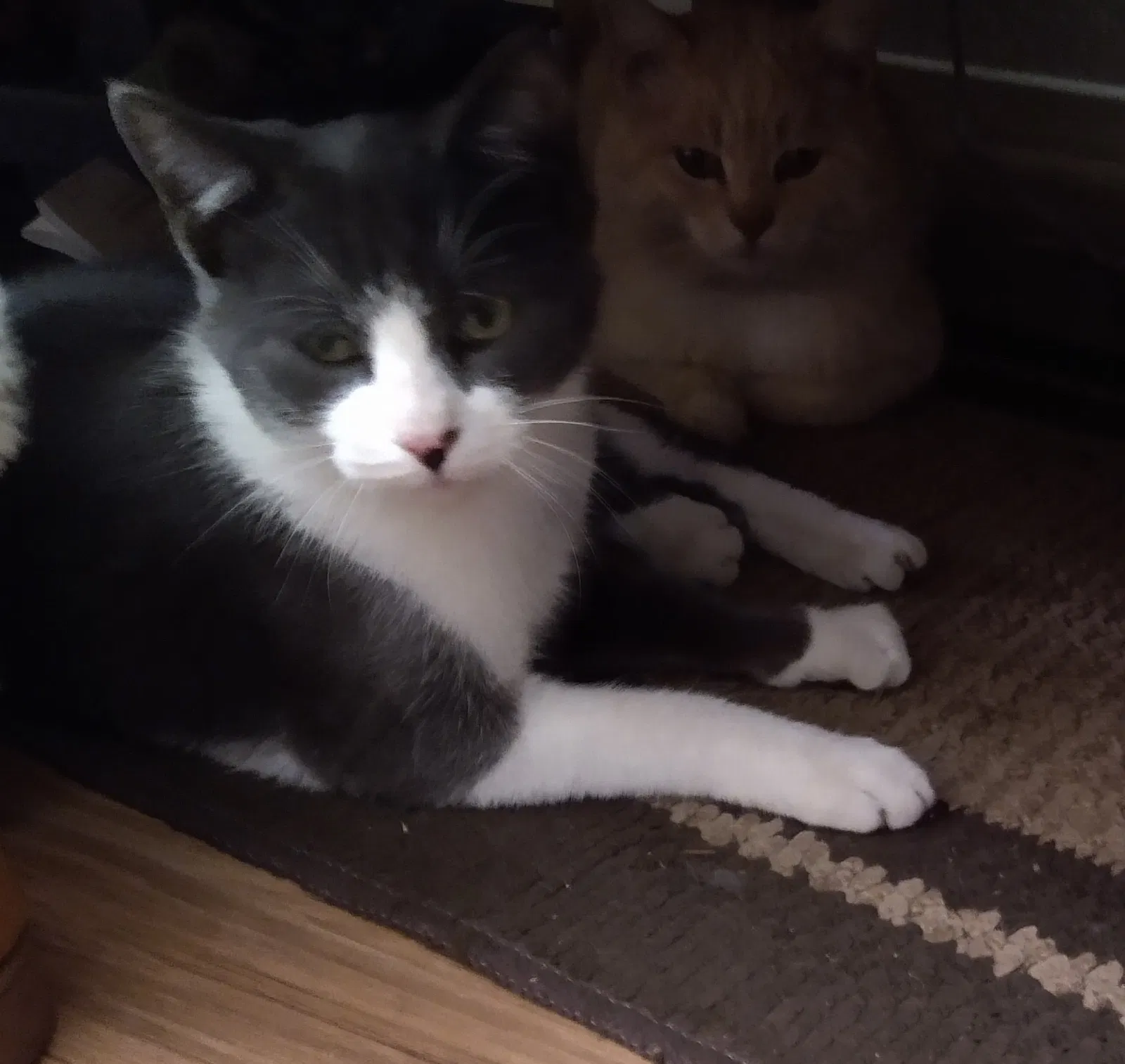Lost cat in Sun City, CA, 92587