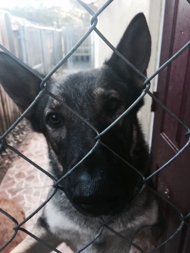 Lost dog in Tampa, FL, 33614