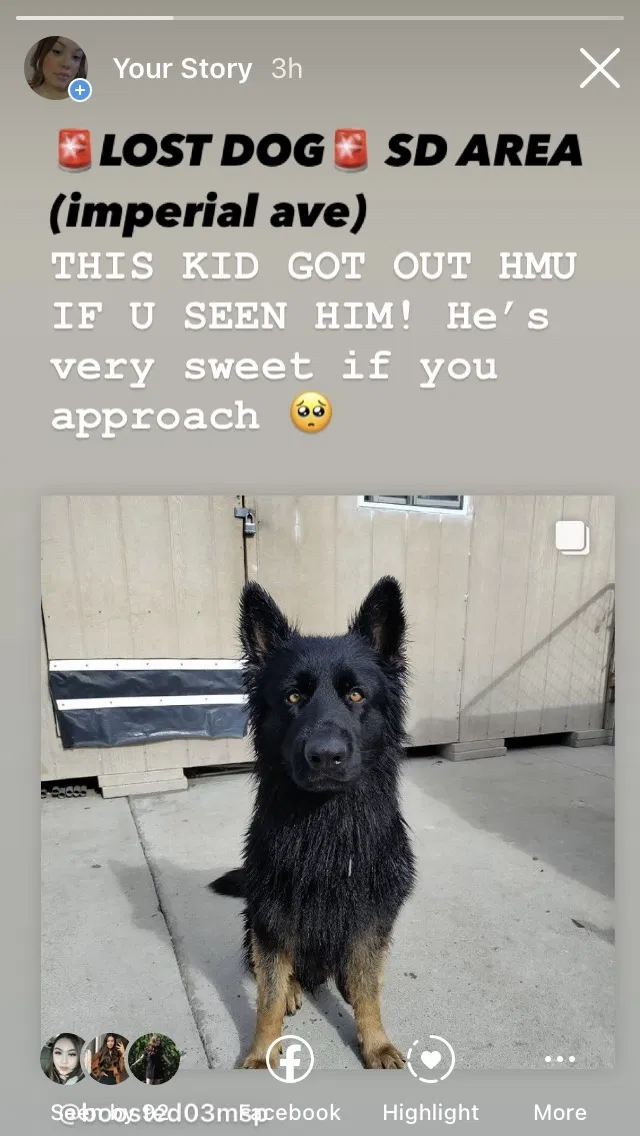 Lost dog in San Diego, CA, 92113