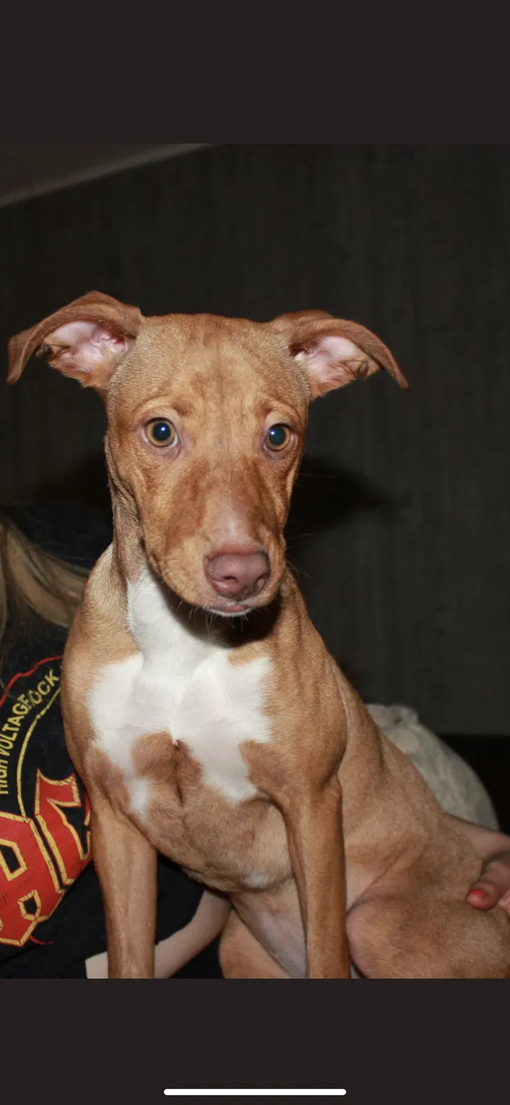 Lost dog in Crosby, TX, 77532