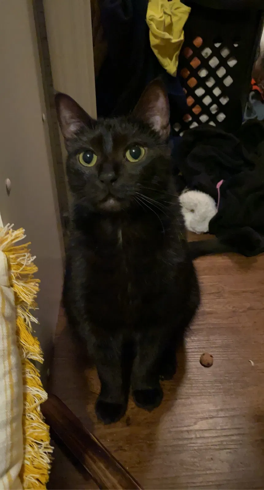Lost cat in Denton, TX, 76201