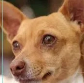 Lost dog in North Highlands, CA, 95660