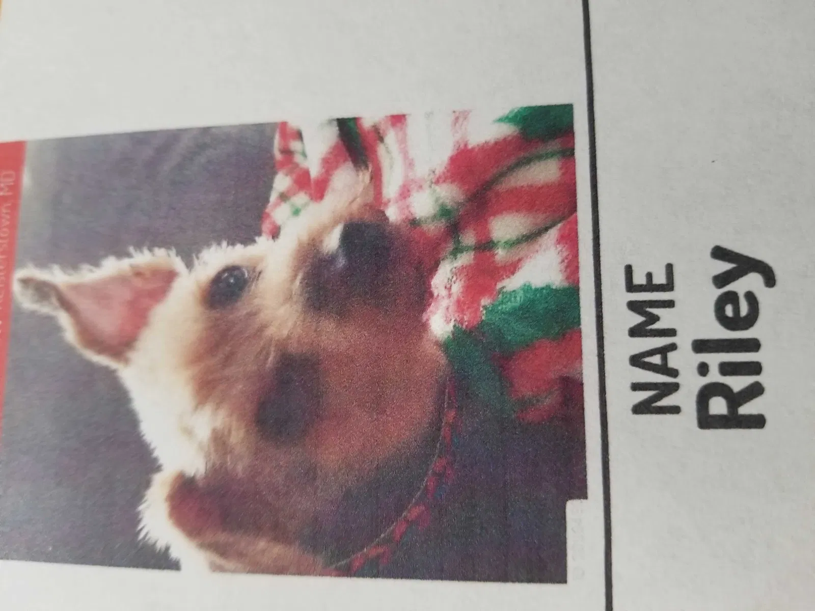 Lost dog in Reisterstown, MD, 21136