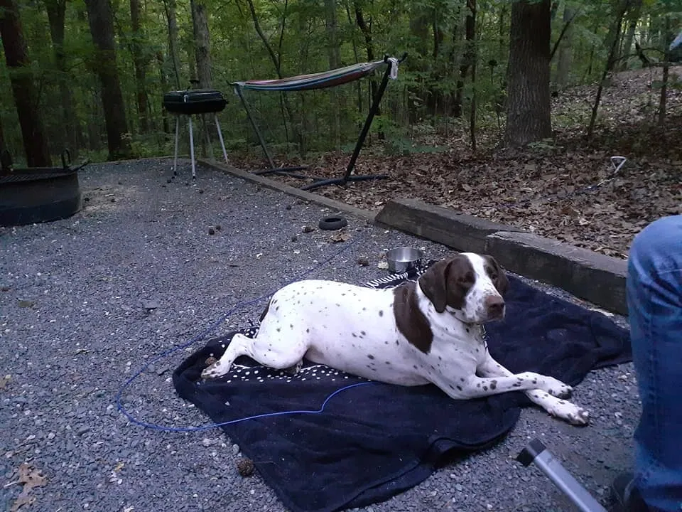 Lost dog in Fort Mill, SC, 29707