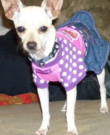 Lost dog in Riverside, CA, 92504