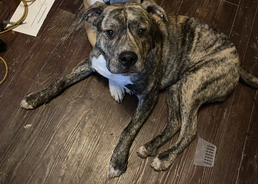 Lost dog in Atlanta, GA, 30316